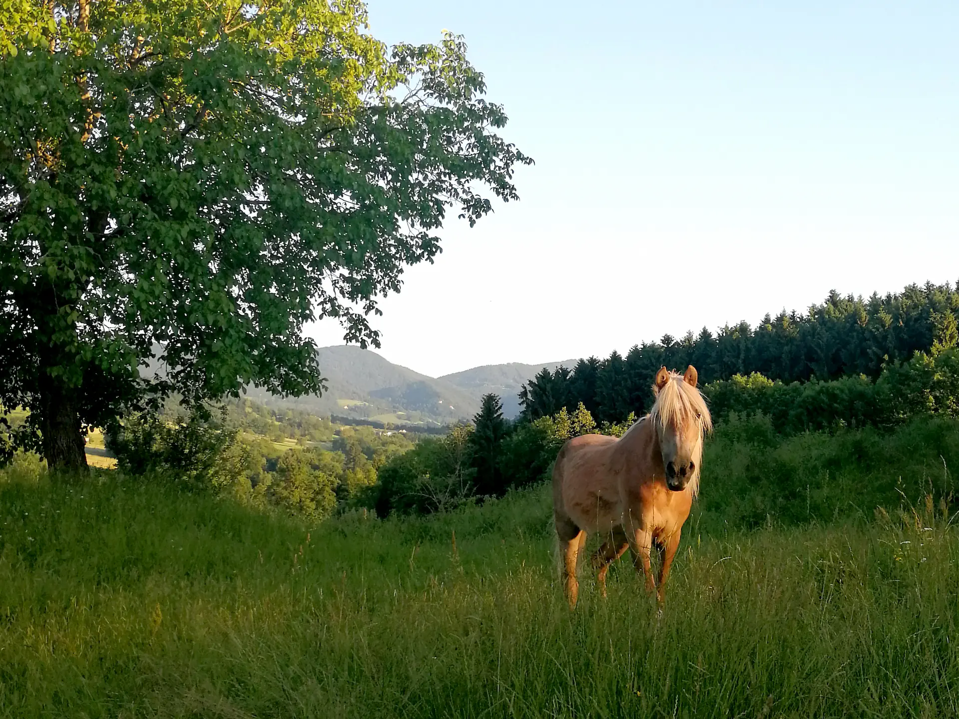 Ein hellbraunes Pferd steht im warmen Abendlicht auf einer hügeligen Koppel vor einer Waldlandschaft idyllisch am Lehenhof im Mostviertel.